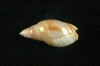 藏品(乳彈頭榧螺)的圖片